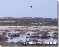 Bird watching along the Cerrillos walking trail