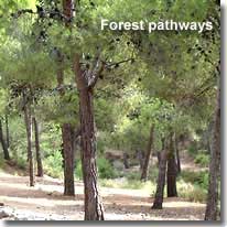 Forest pathways of Sierra Gador