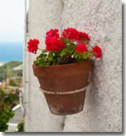 Flower pot on a white washed Andalucian village house