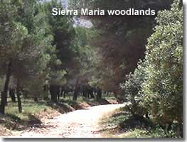 Walking trail through the woodlands of Sierra Maria in Almeria